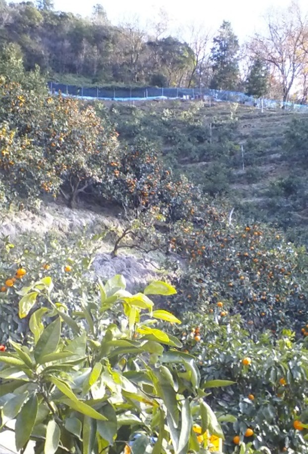 代表の実家のみかん山（和歌山有田）